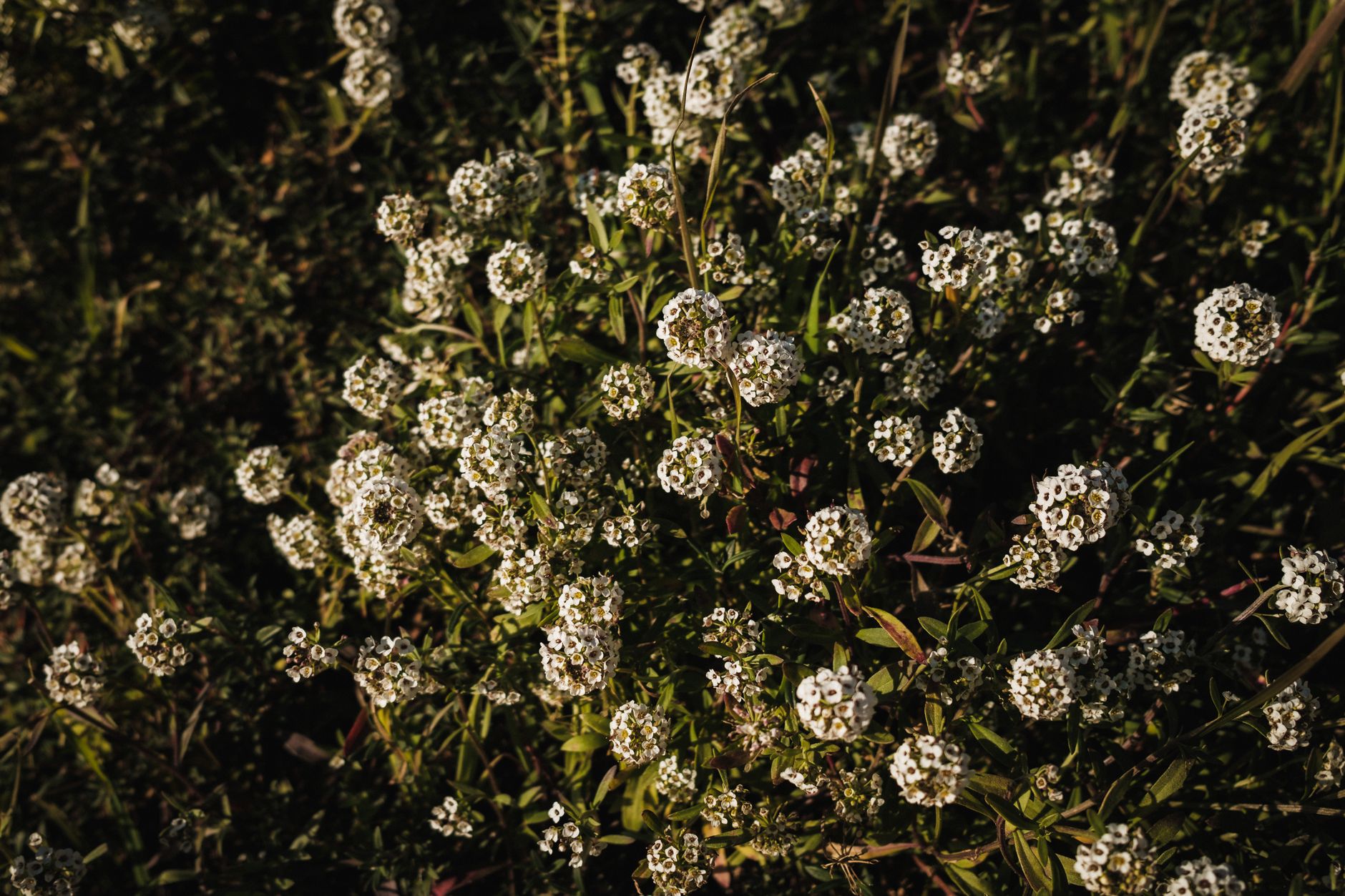 tiniest flowering plant